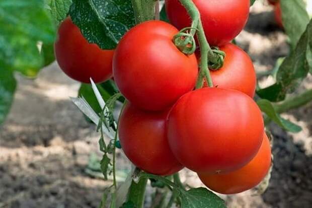 томаты высокоурожайные