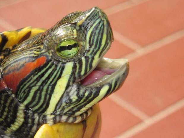 Красноухая черепаха: описание, особенности, фото. Сколько зубов у черепахи