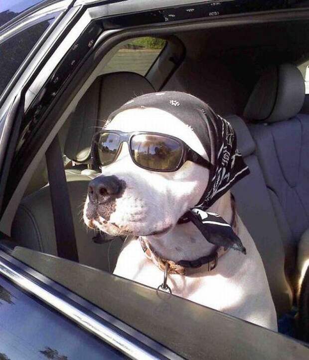Смешные и забавные животные