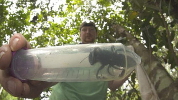 Какого размера самая большая в мире пчела?
