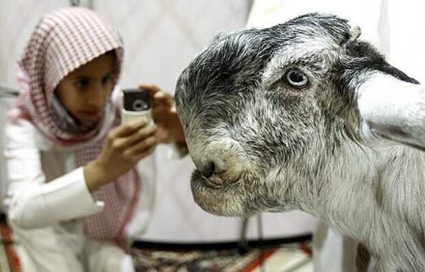 4. Порода, животные, козел, козы, необычные животные, саудовская аравия, селекция, уродливые животные