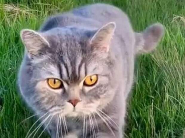 Кот на украинском