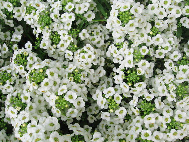 tomb_Sweet_alyssum (700x525, 144Kb)