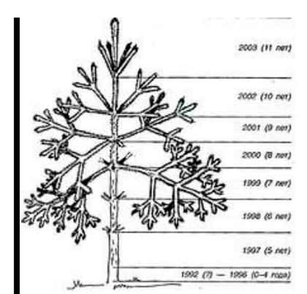 Определение возраста хвойного дерева.