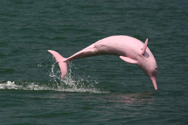15. Розовый амазонский дельфин амазонка, виды животных, животные, животный мир, неизвестные животные, неизвестные существа, новые виды, открытия планеты