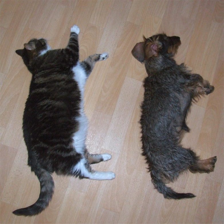 Коты, которые познали науку сна