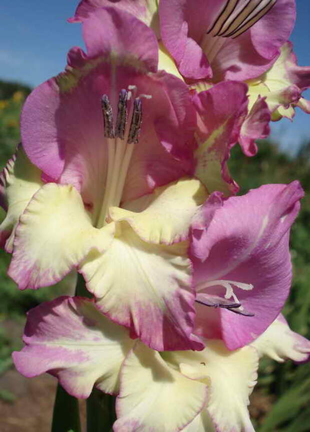 фото гладиолуса Бамбино