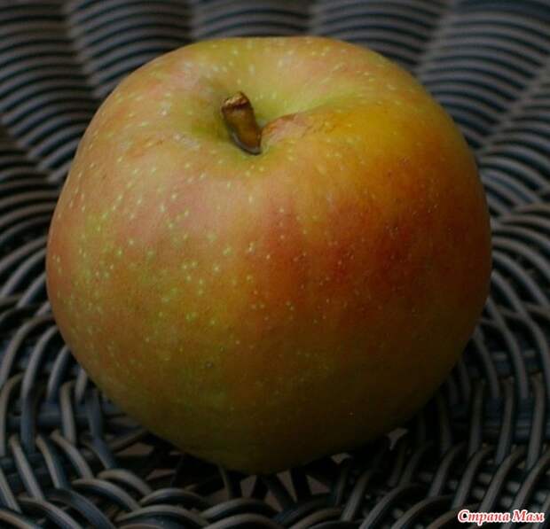 Розовый жемчуг (Pink Pearl apples)- необычный сорт яблок