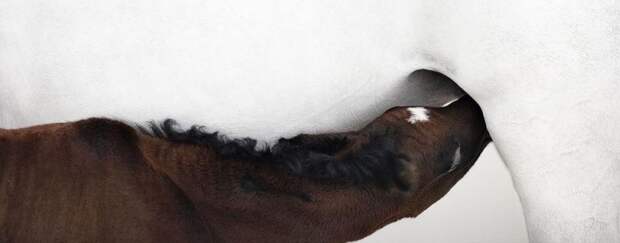 Фотопроект Equus: Красота Лошади