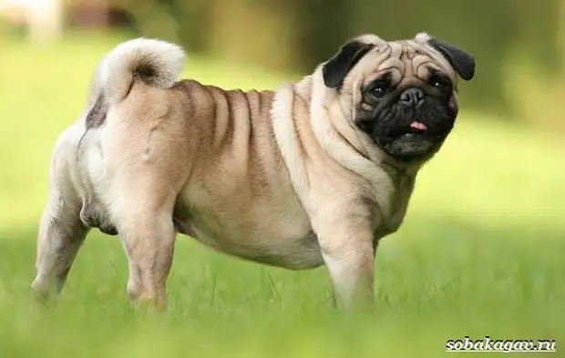 Мопс собака. Описание, особенности, уход и цена мопса