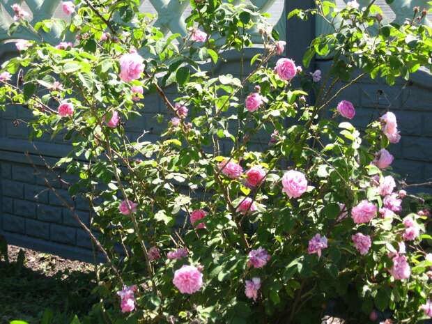 АРОМАТ ЧАЙНОЙ РОЗЫ. 3.ПРИНЦЕССА НА ГОРОШИНЕ. ДОНЕЦК.9.Принцесса на горошине