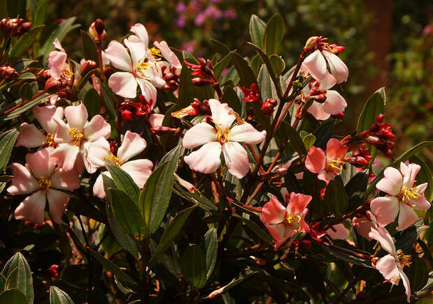 Tibouchina-lepidota-pink-flowers (700x492, 243Kb)