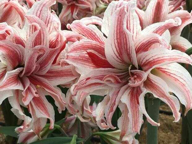 Семейство амариллисовых: описание, виды