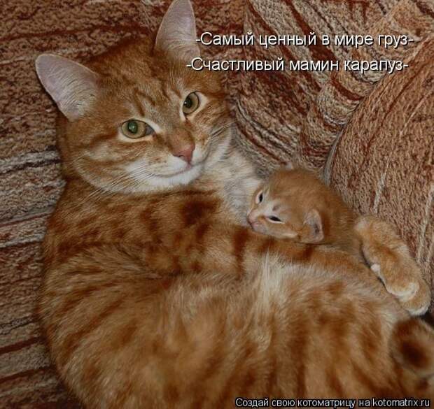 Лучшие котоматрицы недели (50 фото)