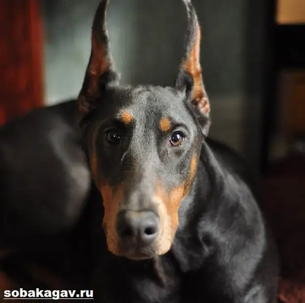 Доберман собака. Описание, особенности, уход и цена добермана