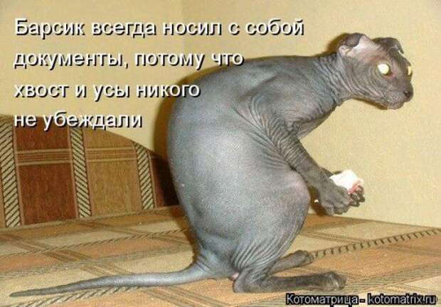 Новая котоматрица для настроения. Смотрим приколы