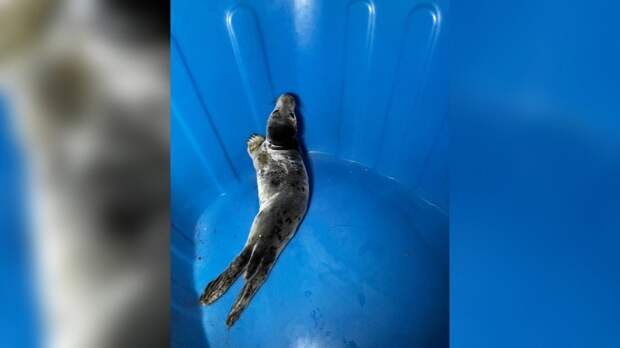 В Ленобласти спасли пасхального серого тюленя