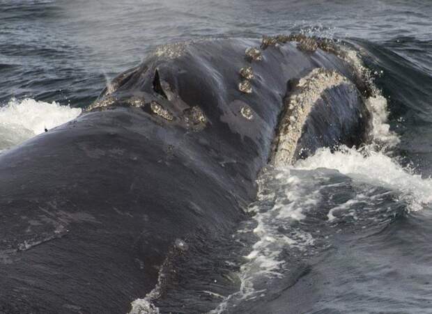 Ученые впервые записали пение японского кита