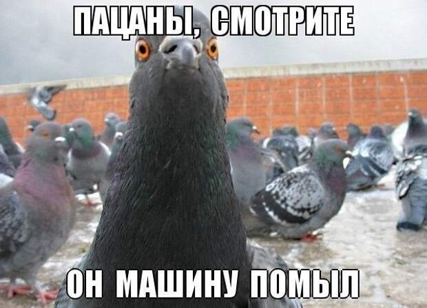 Картинки по запросу фото приколы с надписями