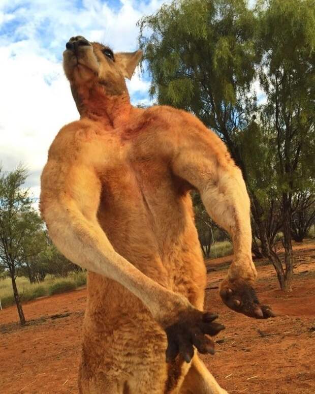 В Австралии появился король: двухметровый качок-кенгуру австралия, в мире, животные, качок, кенгуру, природа