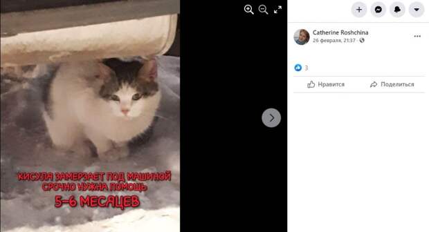 Жители Лефортова начали искать хозяев для замерзшего котенка через соцсети