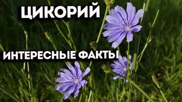 Удивительный цикорий!