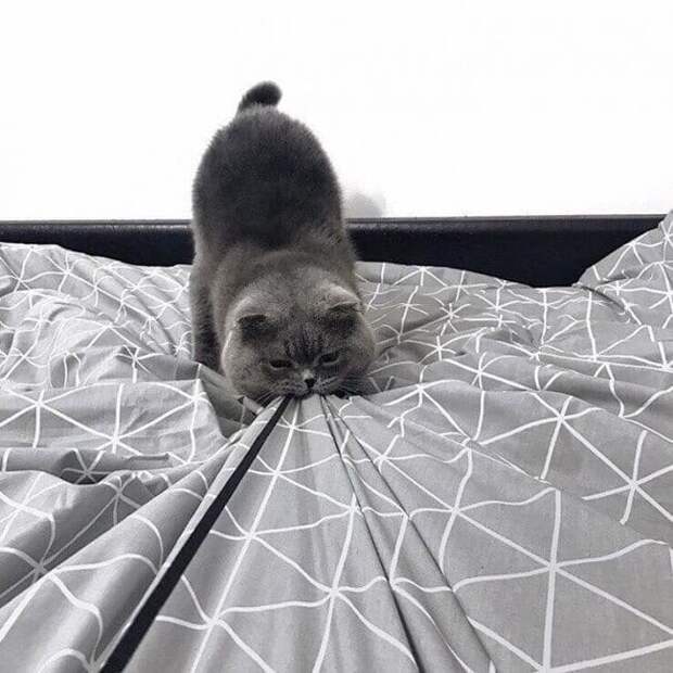 серый кот на кровати
