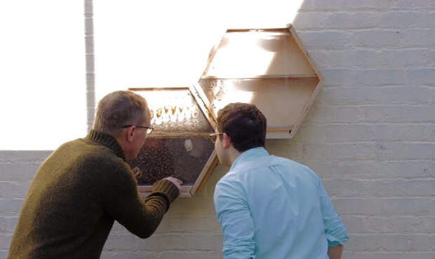 Пчелиные ульи прямо у Вас в квартире