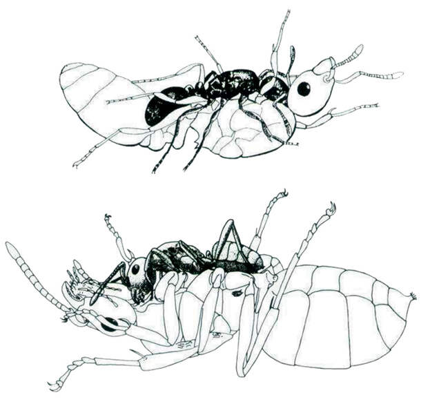 Рис. 3. Самка-паразит Epimyrma stumperi душит законную царицу Leptothorax tuberum