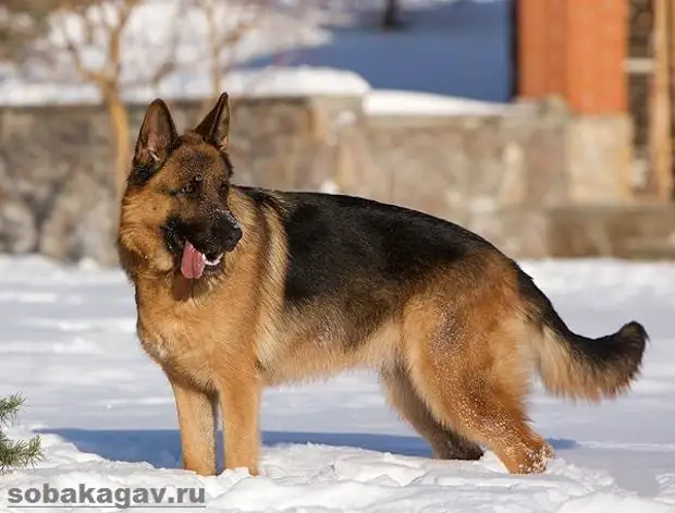 Немецкая овчарка собака. Описание, особенности, уход и цена немецкой овчарки