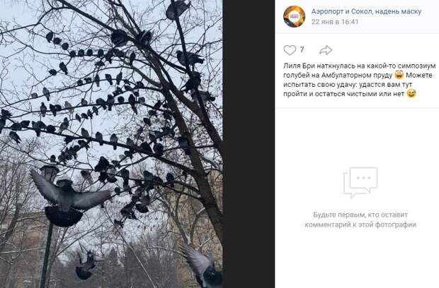 Фото дня: облюбованное голубями дерево в Амбулаторном пруду