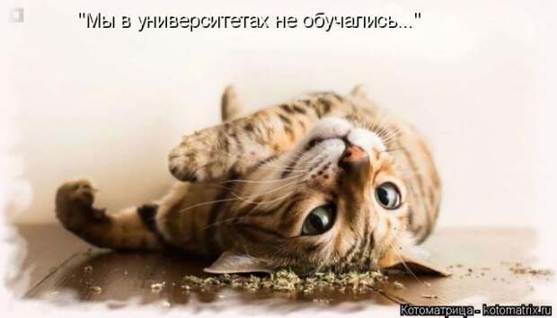 Лучшие котоматрицы недели (50 фото)