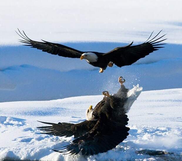 Фотография: Впечатляющие работы фотографа дикой природы Андрея Гудкова №36 - BigPicture.ru