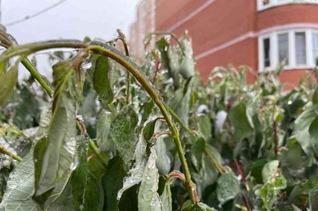 Московский регион ночью окутали заморозки