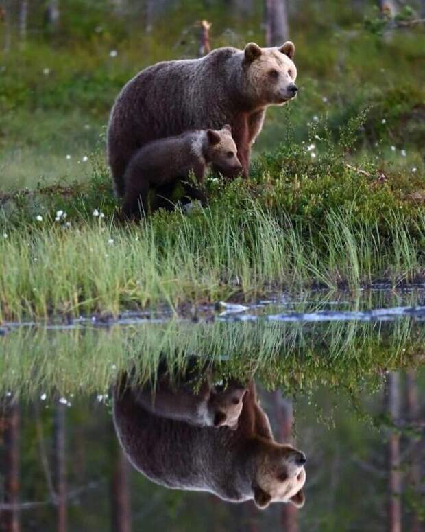 Фотография: Впечатляющие работы фотографа дикой природы Андрея Гудкова №33 - BigPicture.ru