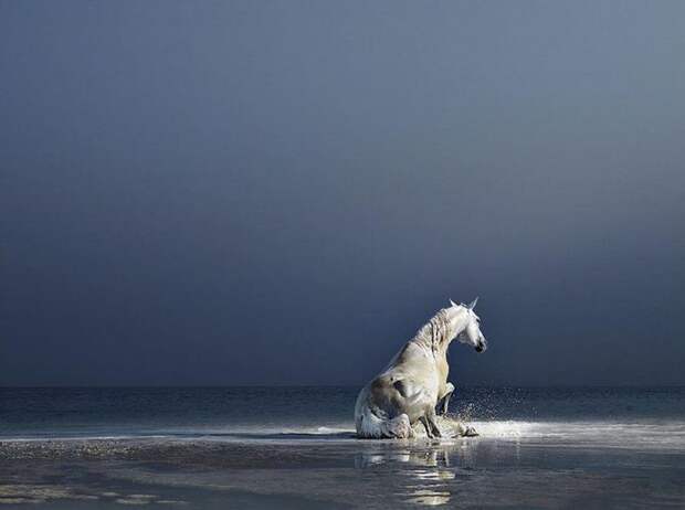 Фотопроект Equus: Красота Лошади