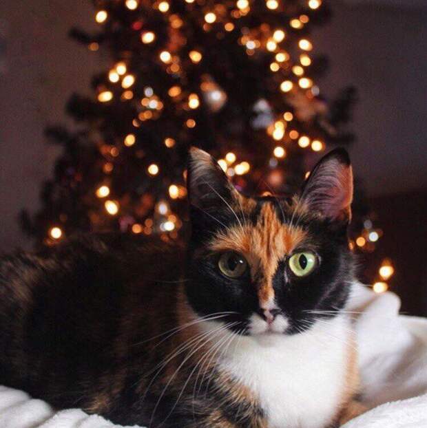Новогодние коты животные, кот, новый год, рождество