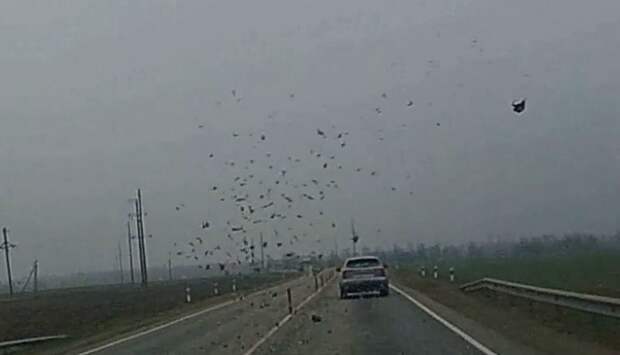 "Птичку жалко"