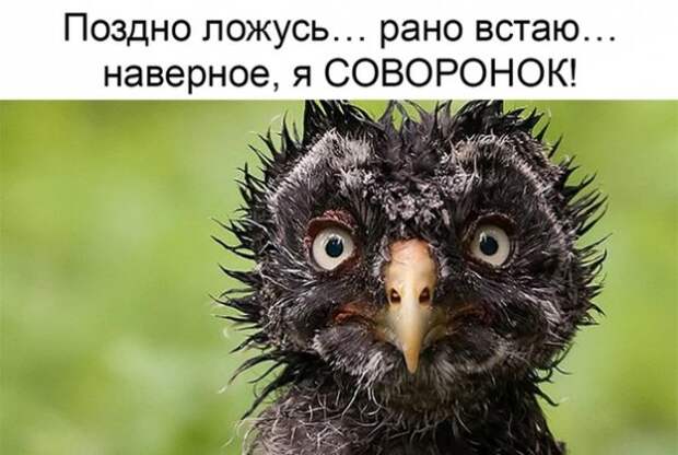 насобиралок пост
