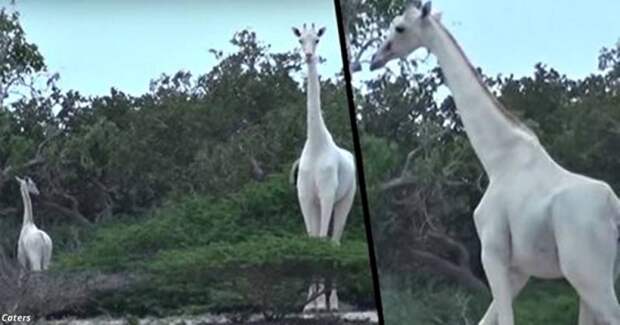 В Кении впервые сняли на видео редчайших белых жирафов