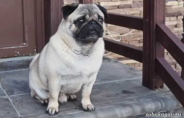 Мопс собака. Описание, особенности, уход и цена мопса