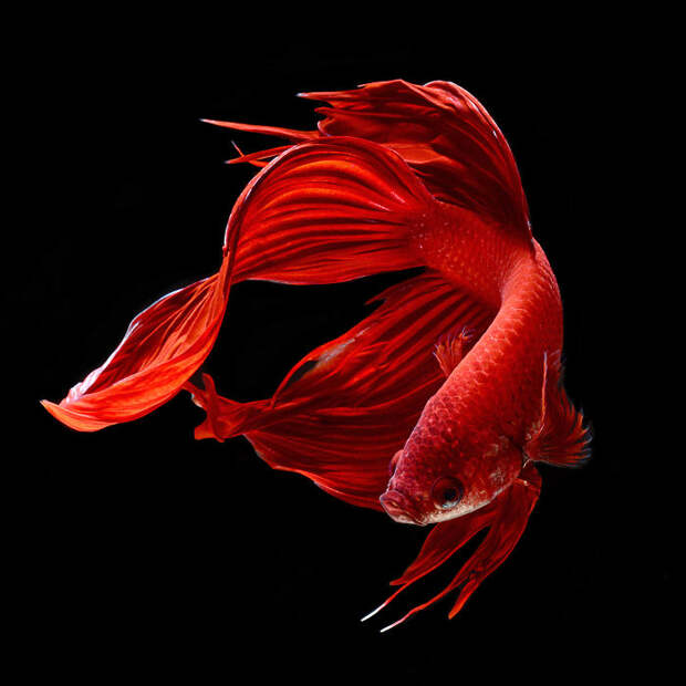 The Elegant And Fantastic Poses Of Aquarium Fish Captured By A Thai Photographer