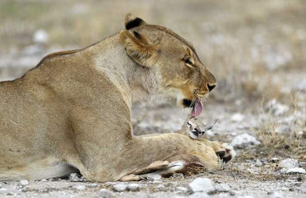Лишившаяся детенышей львица усыновила маленькую антилопу