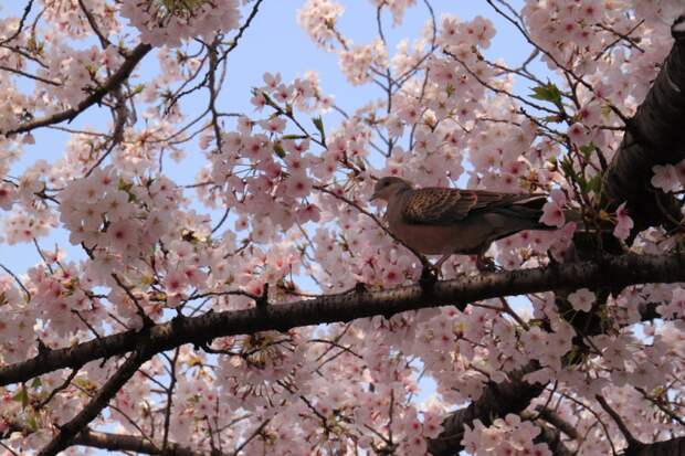 Птичка на ветке бледно-розовой сакуры. Фото