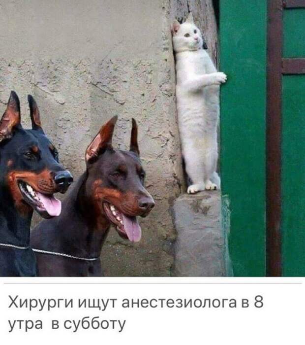 Медики тоже юморят Медики тоже юморят