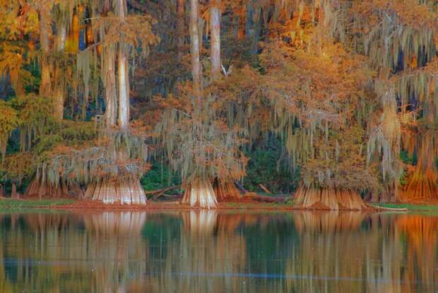 Фантастические кипарисы озера Каддо (Caddo lake), США