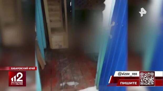 Голодный тигр растерзал собаку в Хабаровске