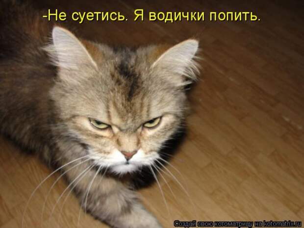 Лучшие котоматрицы недели  