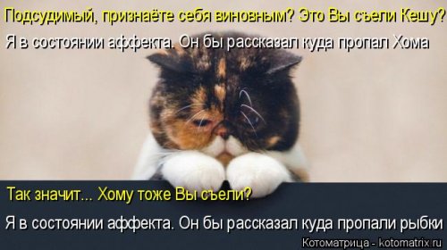 Новая котоматрица для позитива (35 фото)