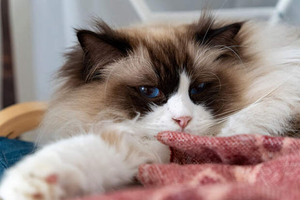 FEE: по изотопному составу шерсти кошки кажутся "веганами"